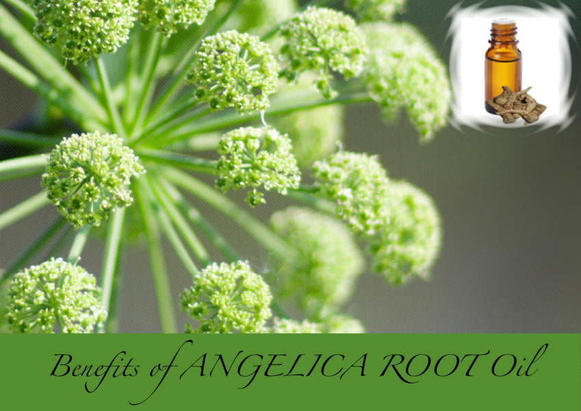 Benefits of ANGELICA Root essential oil