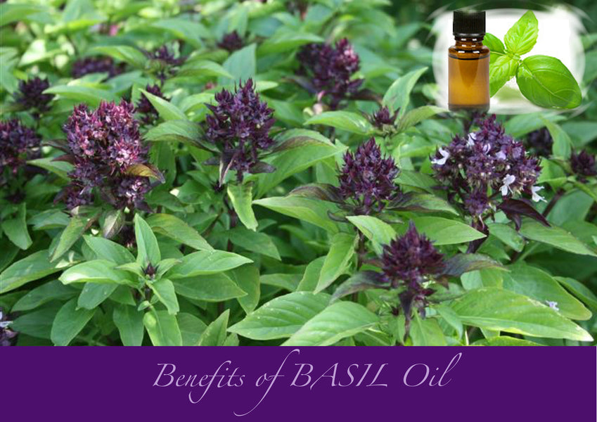 Benefits of BASIL essential oil