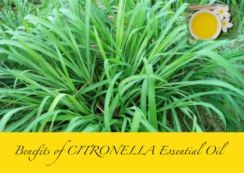 Benefits of using Citronella essential oil