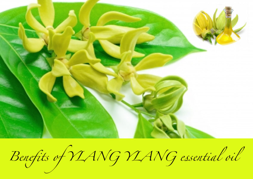Benefits of YLANG YLANG essential oil